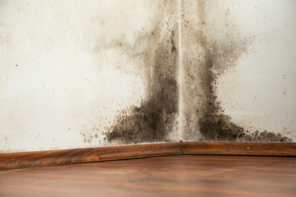 How to Prevent Mould – A Guide For House Sharers