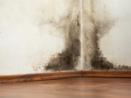 How to Prevent Mould – A Guide For House Sharers