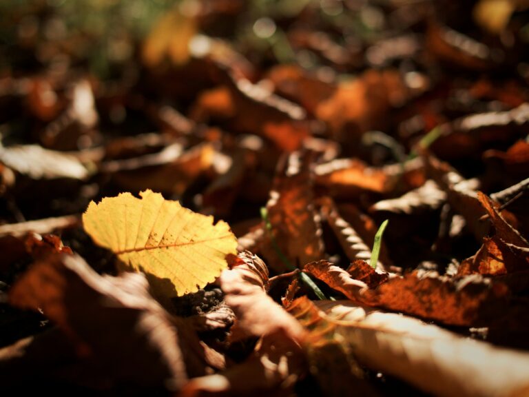 pile of autumn leaves